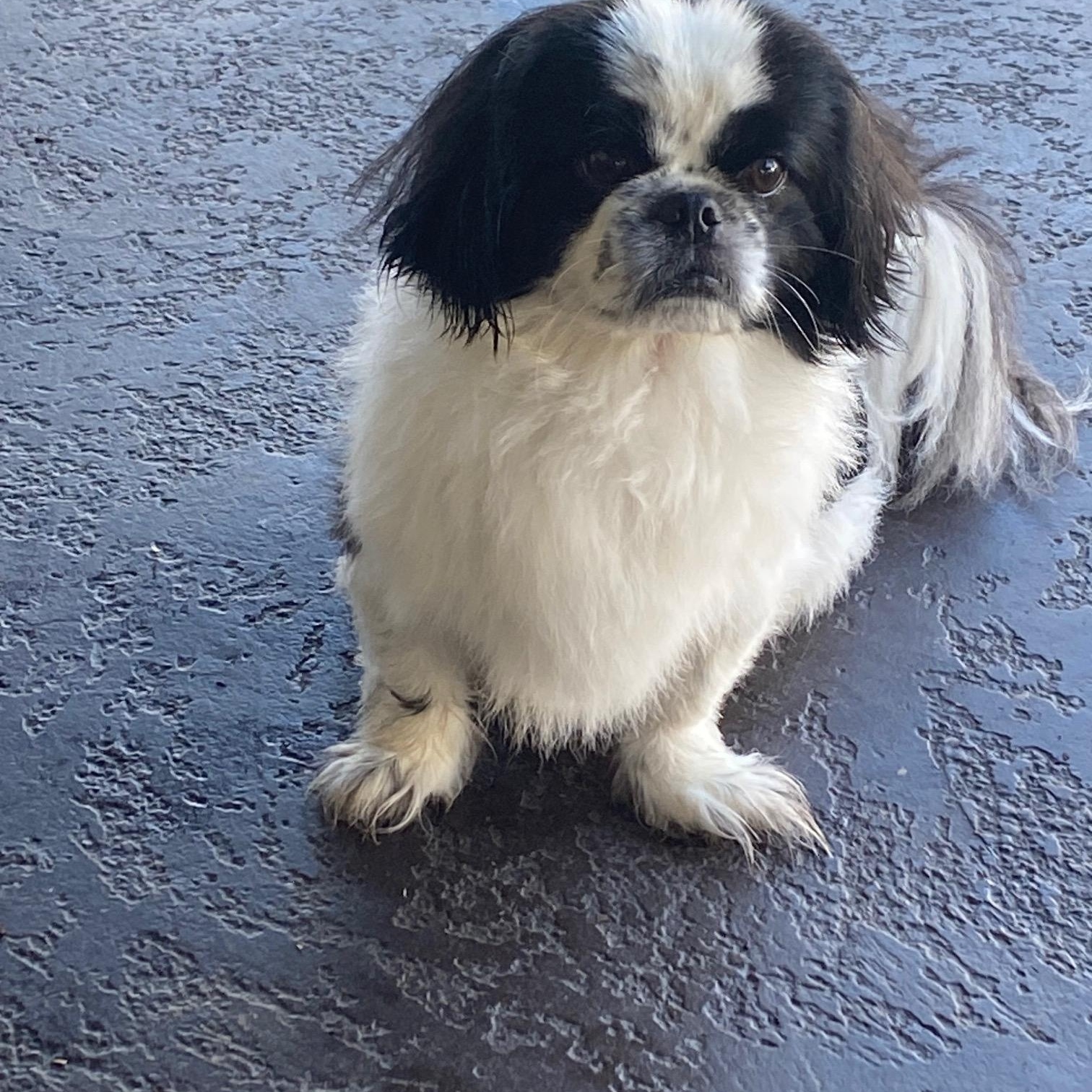 Enlarge Bandit, an adoptable Pekingese in Orlando, FL image 3/5