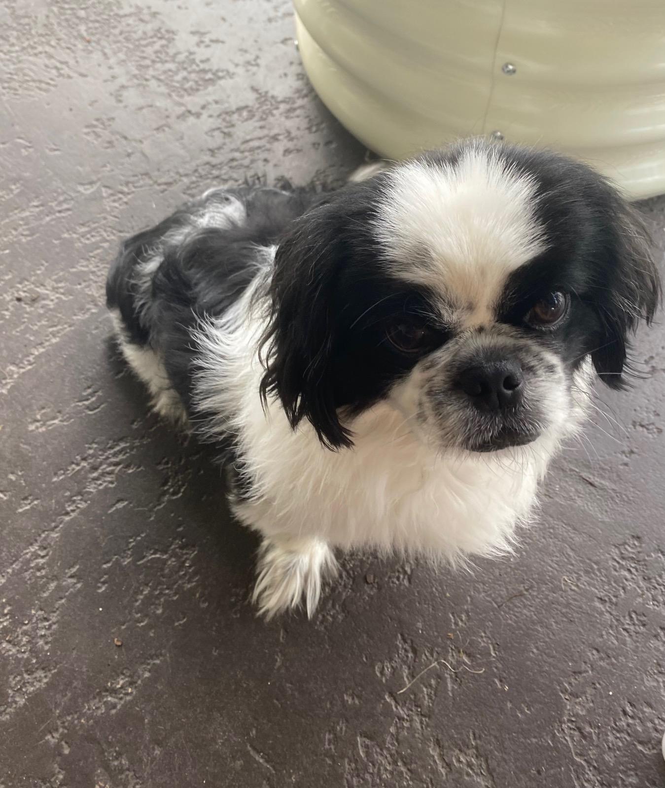Enlarge Bandit, an adoptable Pekingese in Orlando, FL image 4/5