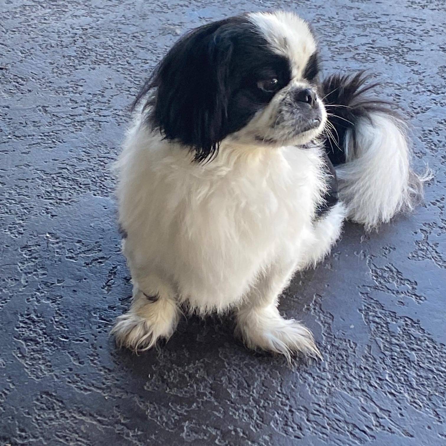 Enlarge Bandit, an adoptable Pekingese in Orlando, FL image 2/5