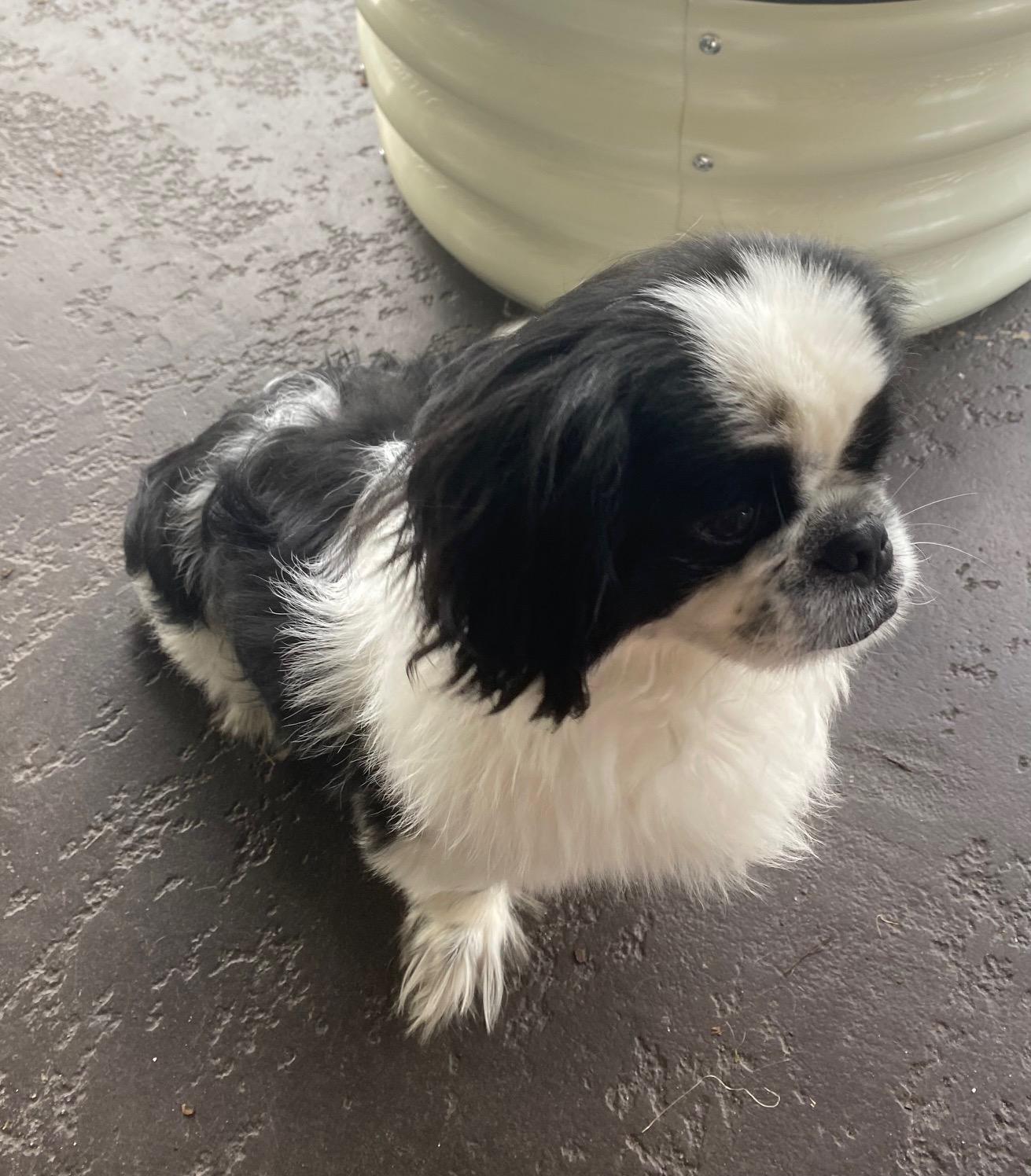 Enlarge Bandit, an adoptable Pekingese in Orlando, FL image 5/5