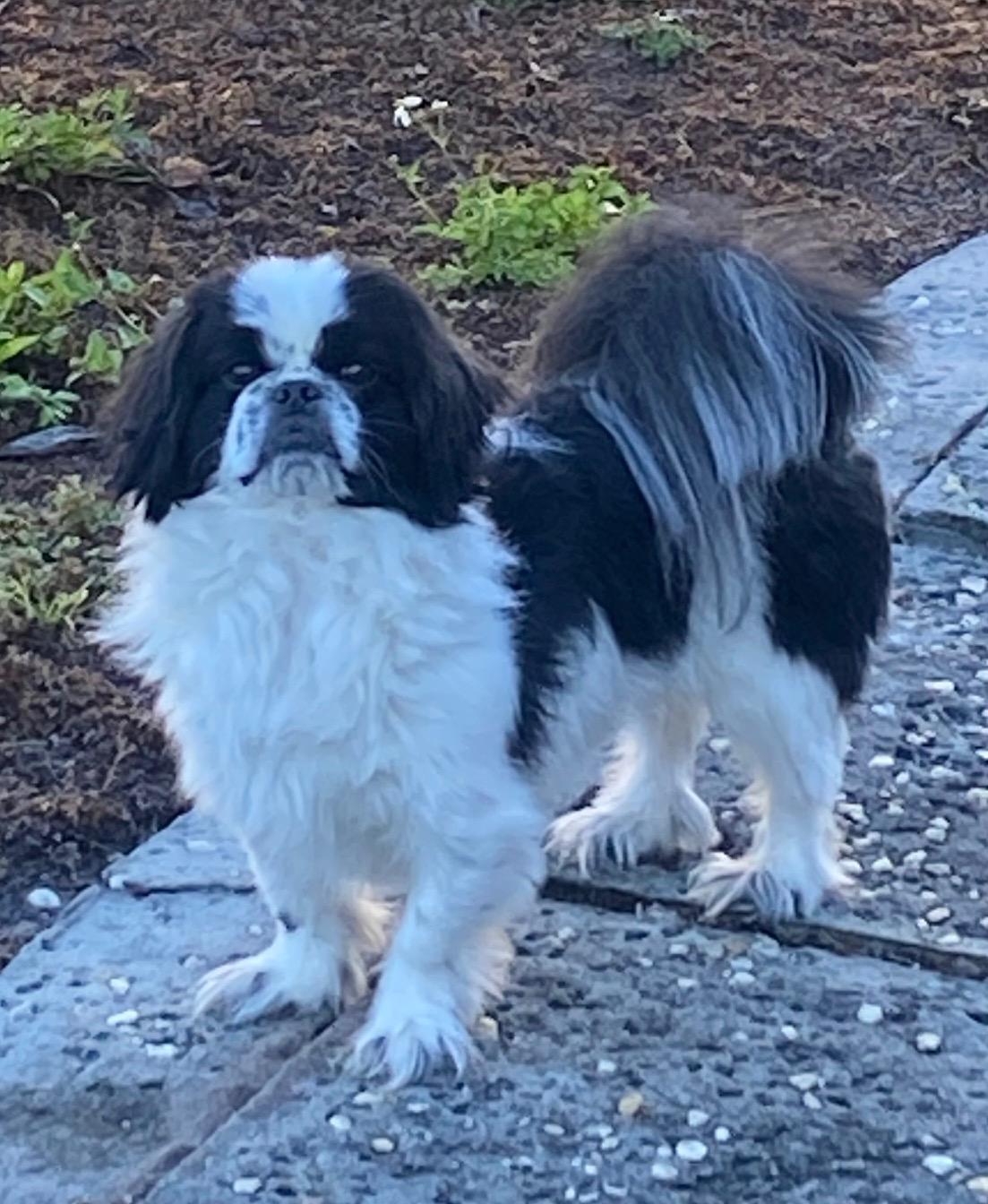 Enlarge Bandit, an adoptable Pekingese in Orlando, FL image 1/5