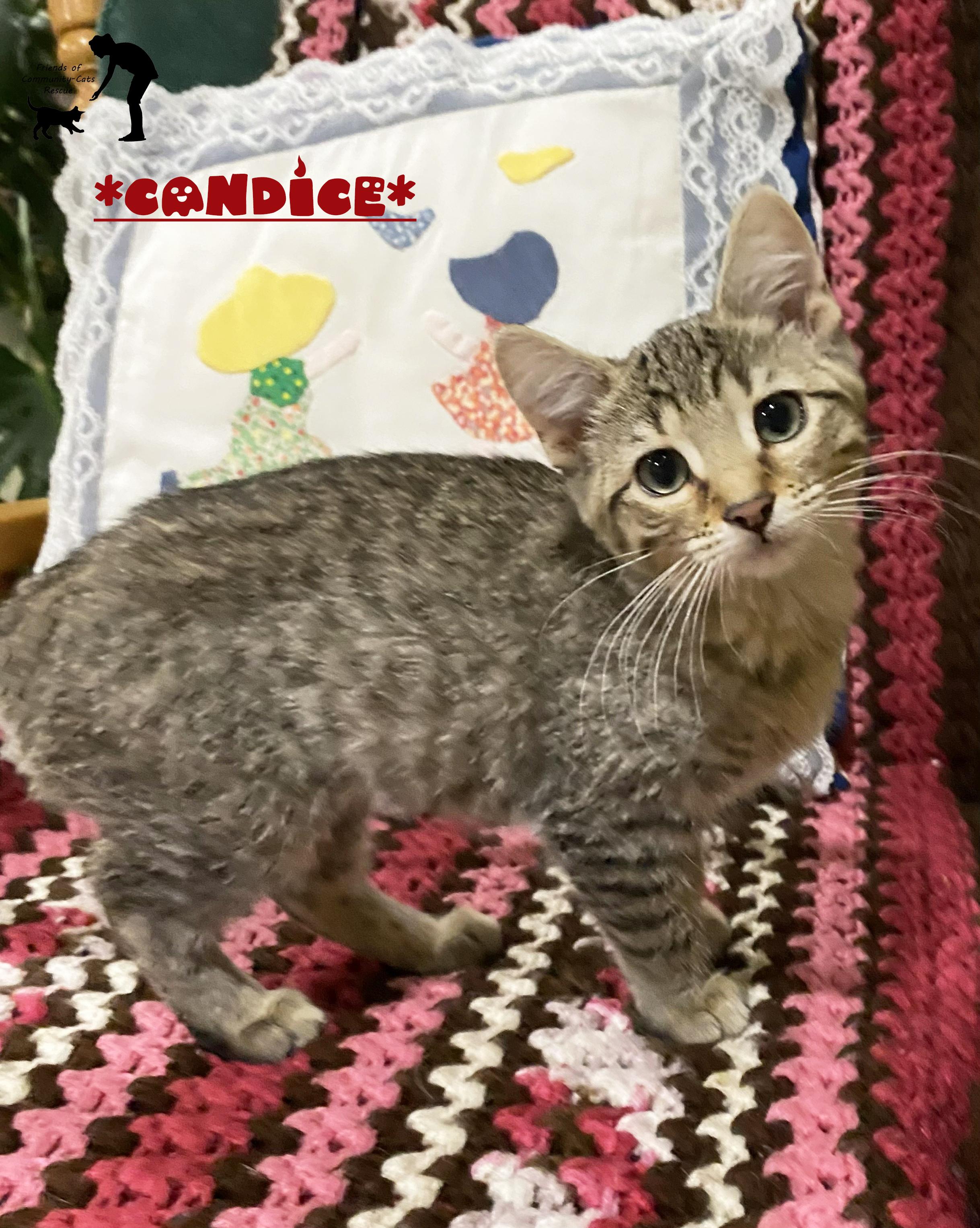 Enlarge Candice, a Adoptable Domestic Short Hair in Centerville, UT image 1/1