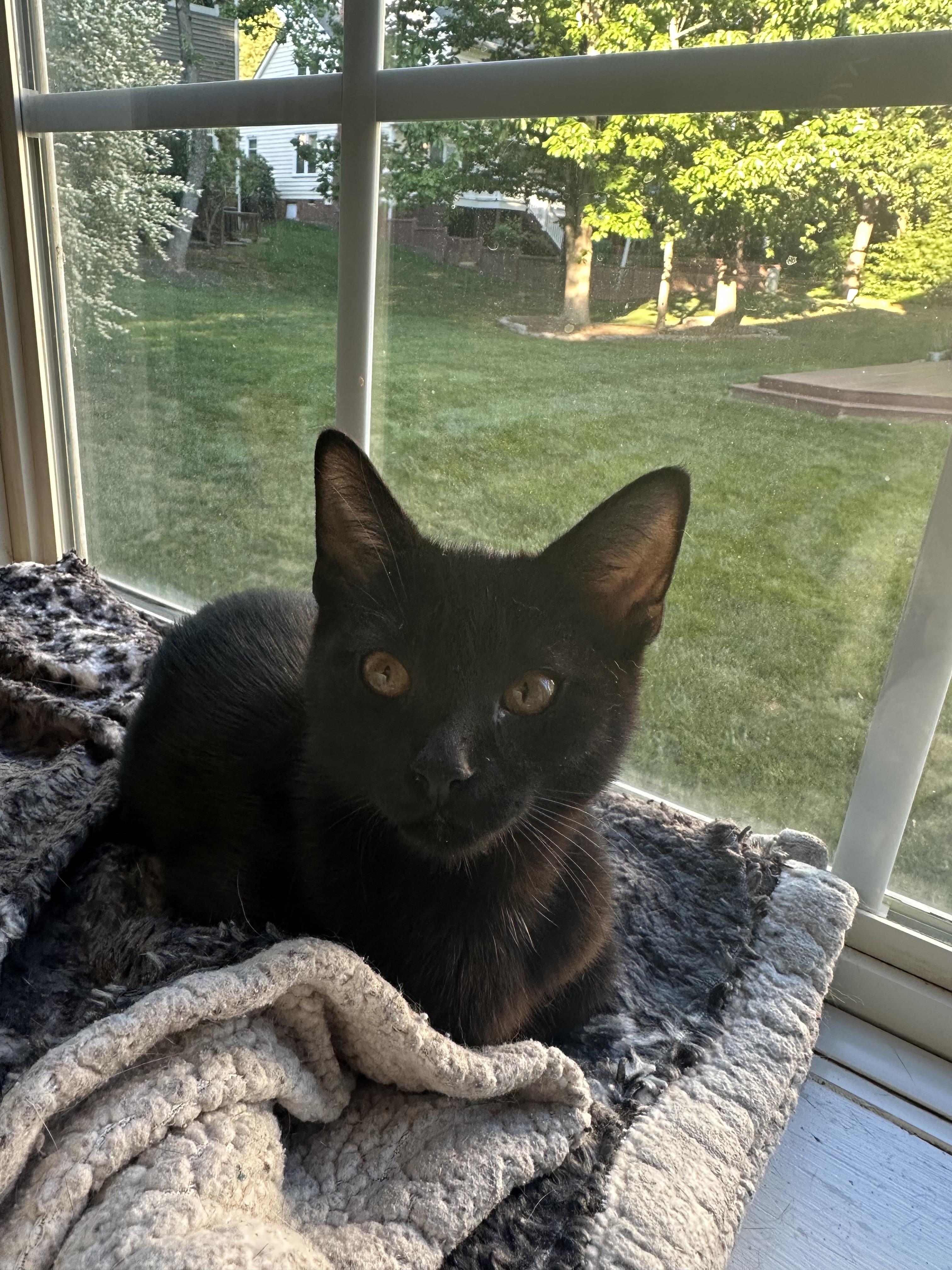 Blissful Berry, a ADOPTABLE Domestic Short Hair in Richmond, VA image 1/4