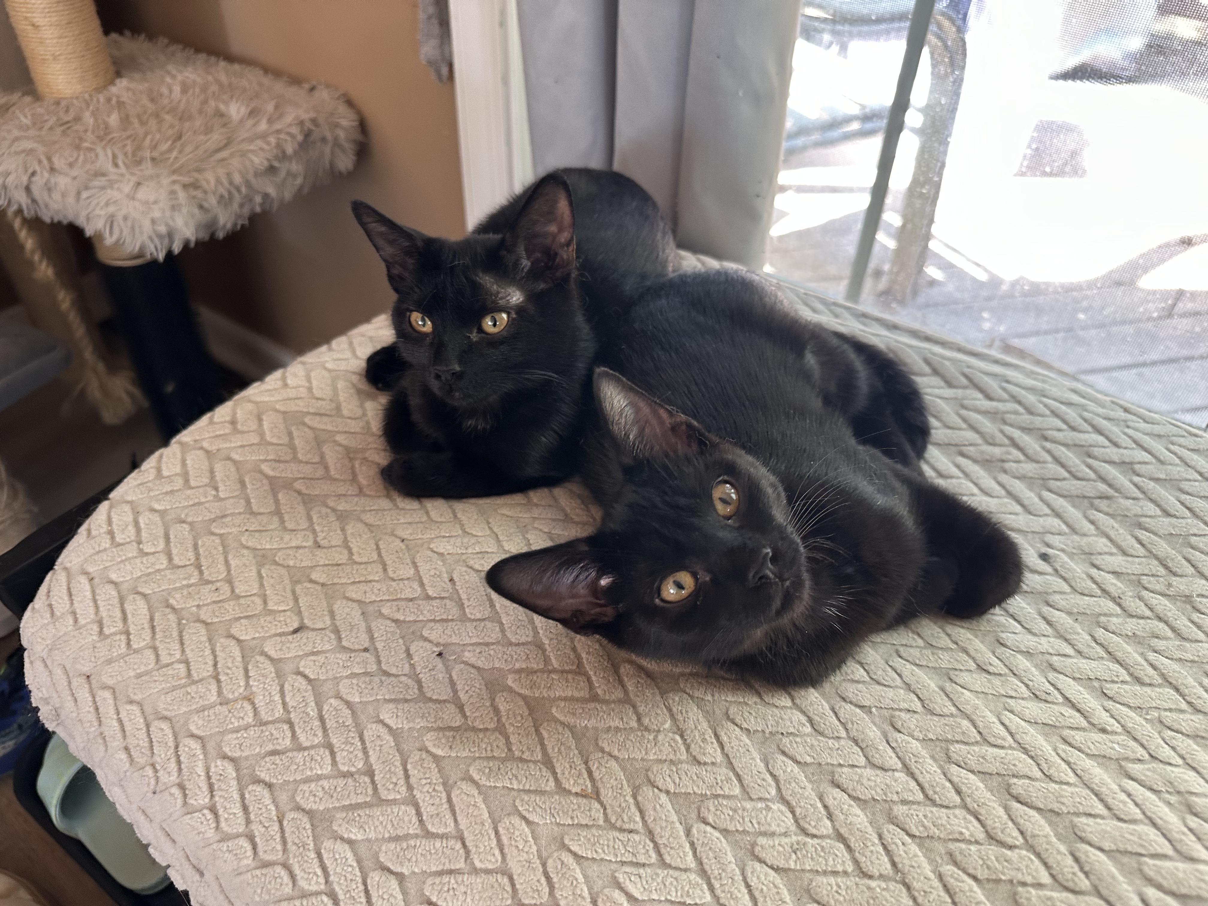 Blissful Berry, a ADOPTABLE Domestic Short Hair in Richmond, VA image 4/4