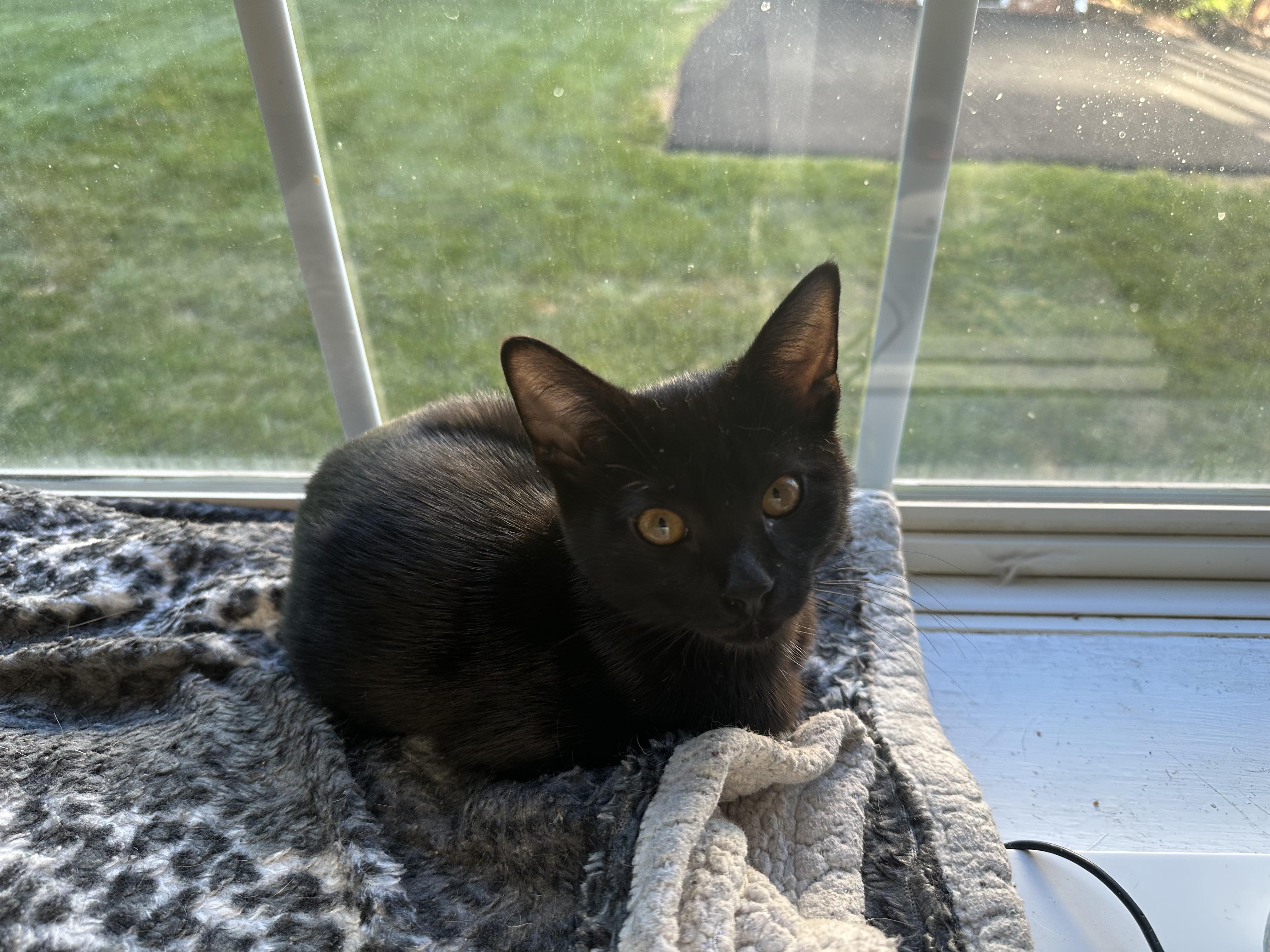 Blissful Berry, a ADOPTABLE Domestic Short Hair in Richmond, VA image 2/4