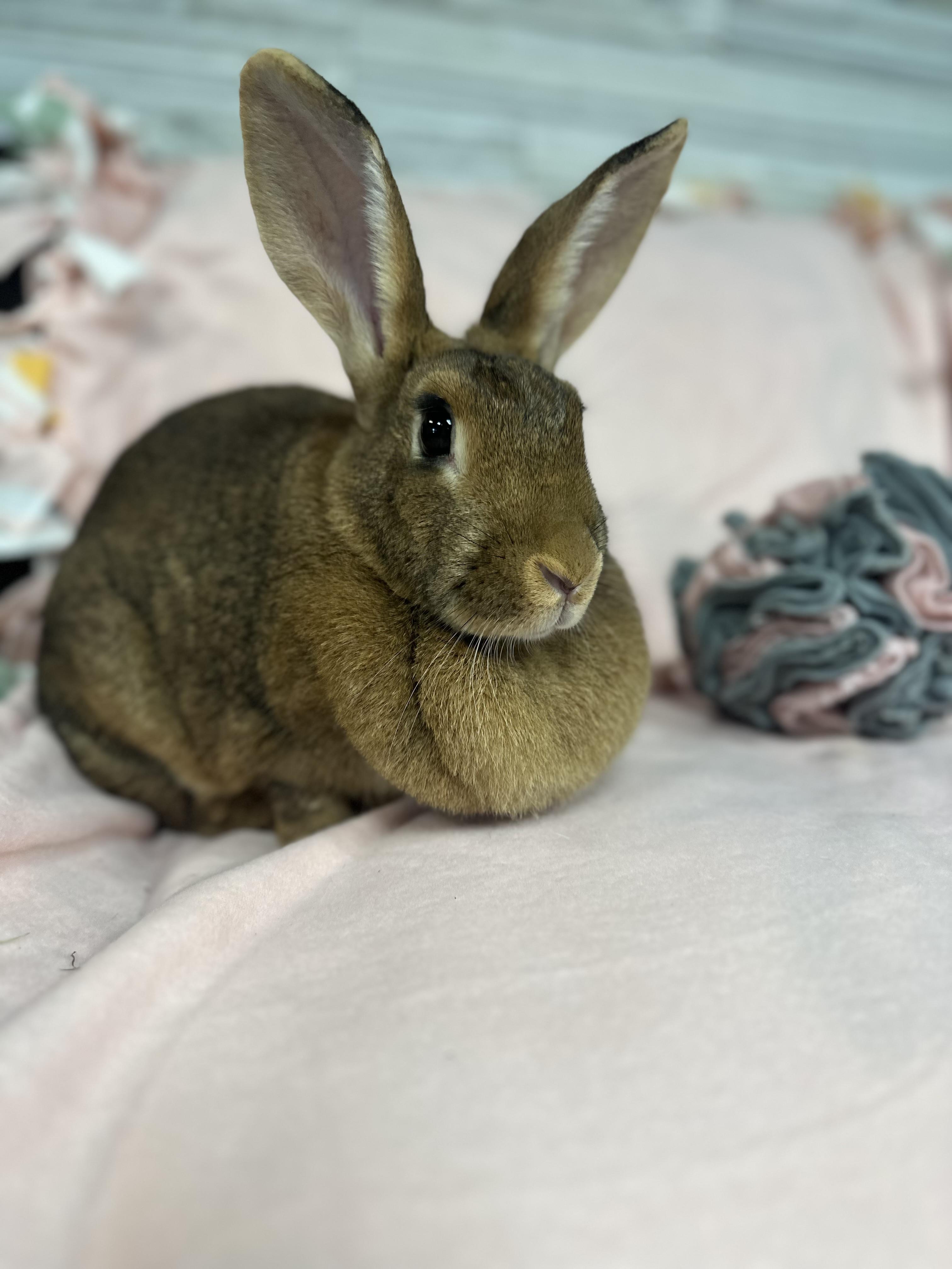 Beyoncé, Adoptable, Adult Female Flemish Giant & New Zealand.