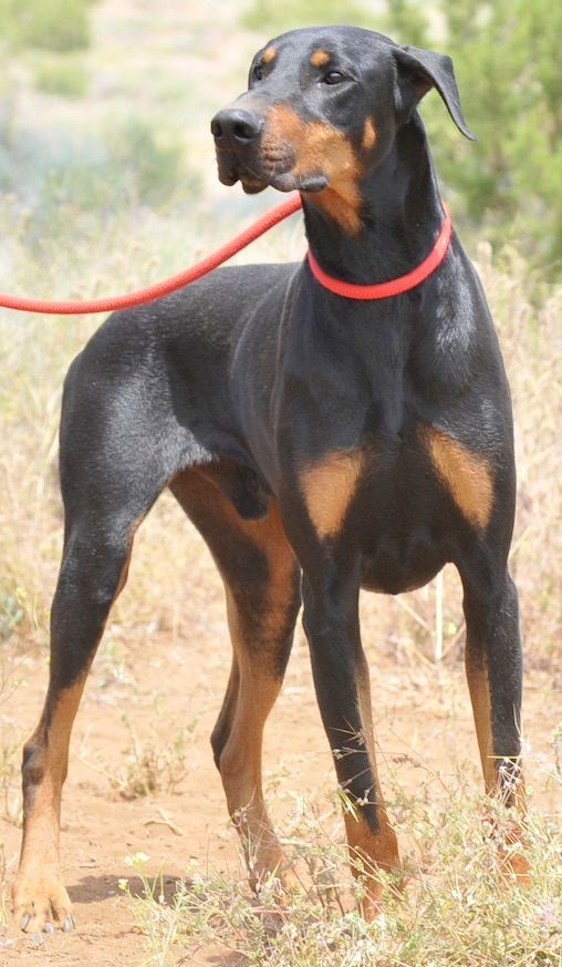 Enlarge Smokey, a Adoptable Doberman Pinscher in Tehachapi, CA image 8/10