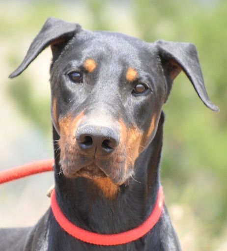 Enlarge Smokey, a Adoptable Doberman Pinscher in Tehachapi, CA image 1/10
