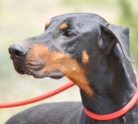 Enlarge Smokey, a Adoptable Doberman Pinscher in Tehachapi, CA image 9/10
