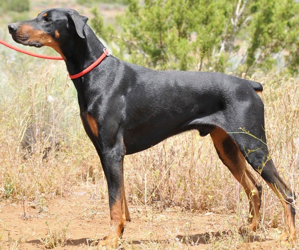 Enlarge Smokey, a Adoptable Doberman Pinscher in Tehachapi, CA image 10/10