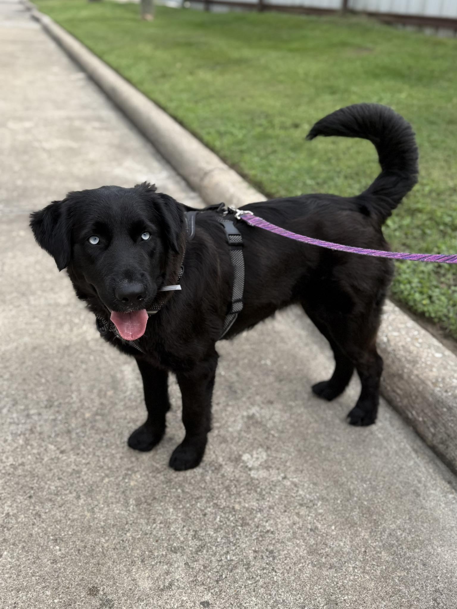 Enlarge Amelia Rose, a ADOPTABLE mixed breed in Fort Collins, CO image 3/6
