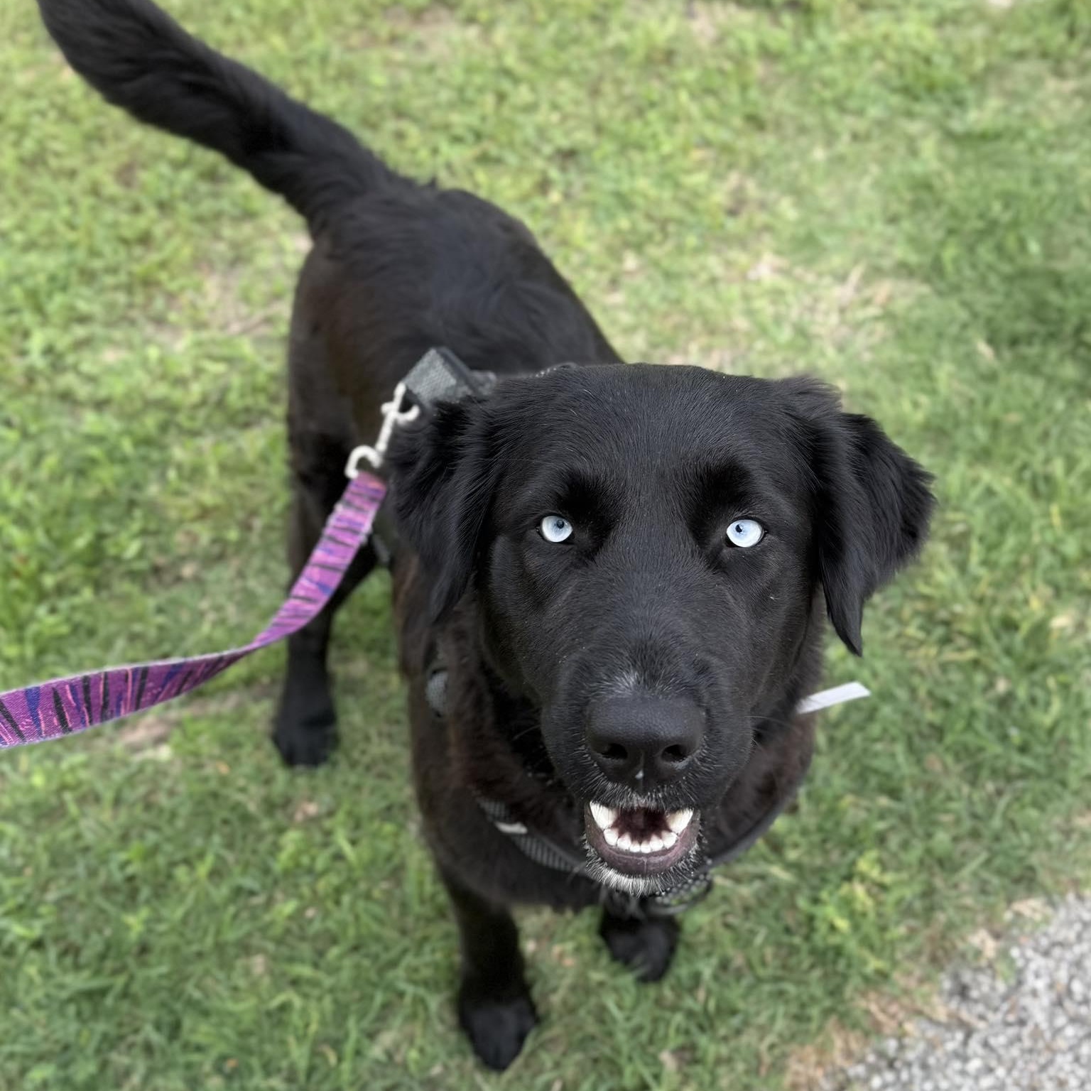 Amelia Rose, ADOPTABLE, Adult Female Flat-Coated Retriever & Retriever.