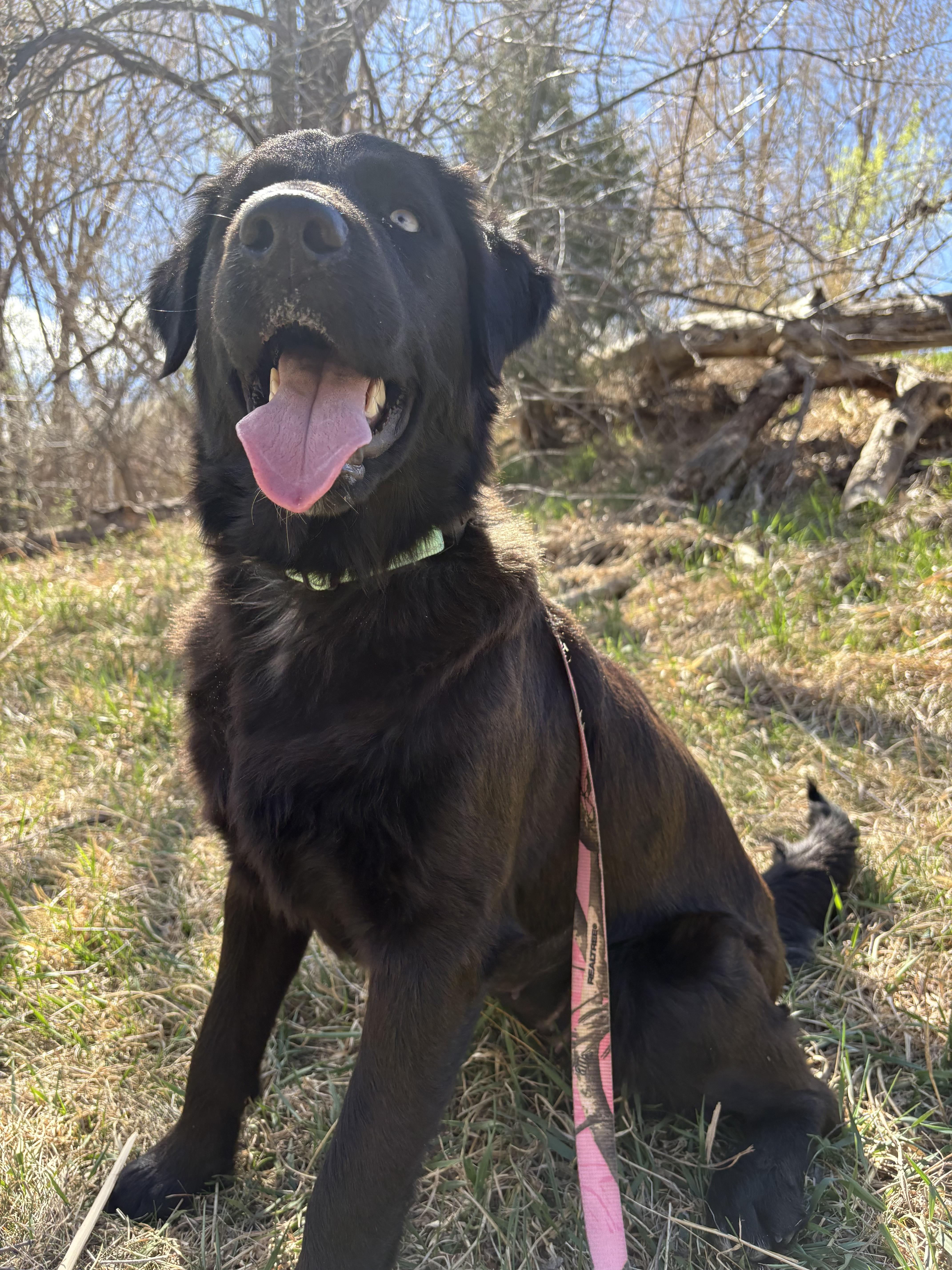 Enlarge Amelia Rose, a ADOPTABLE mixed breed in Fort Collins, CO image 4/6