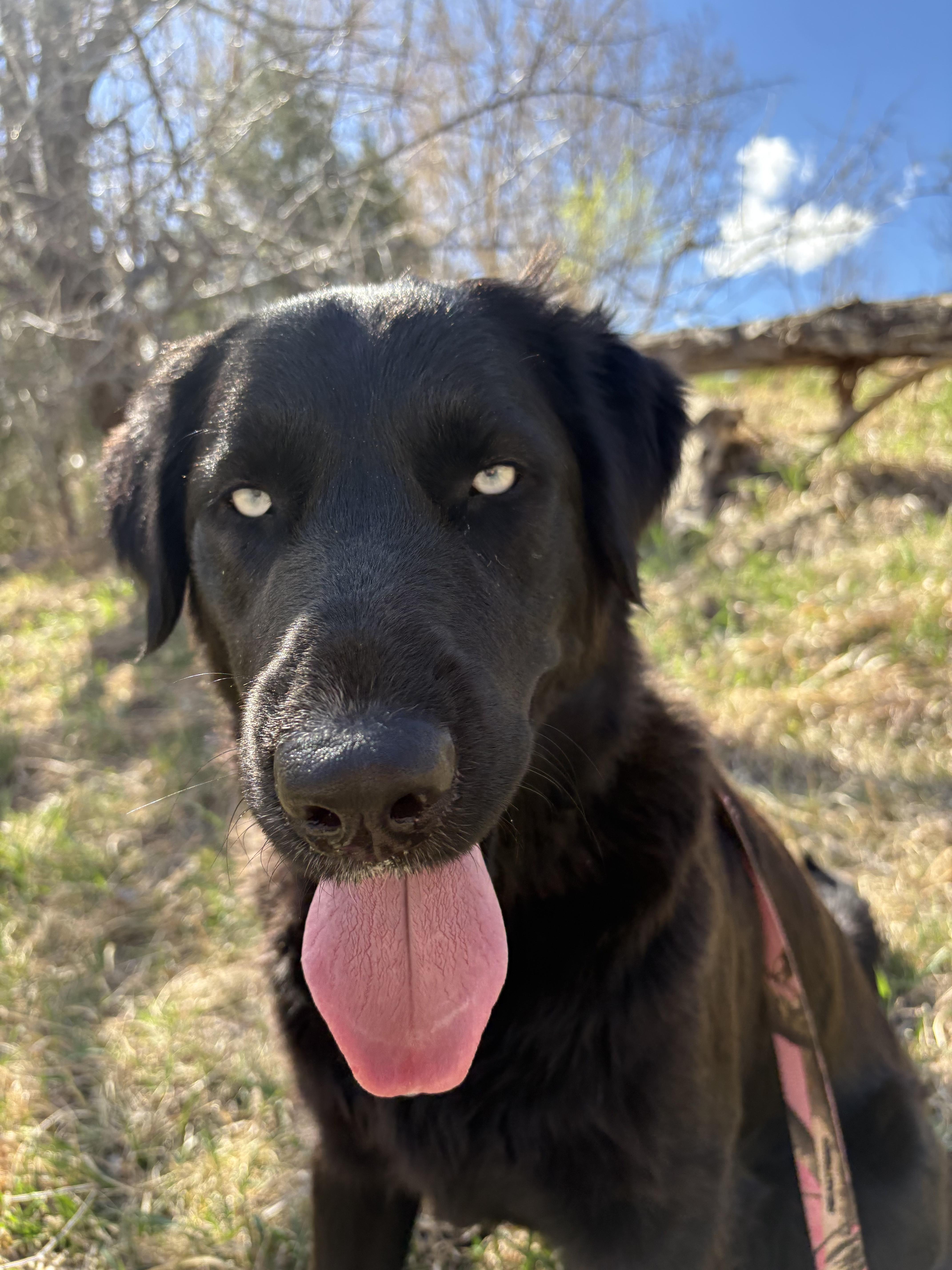 Enlarge Amelia Rose, a ADOPTABLE mixed breed in Fort Collins, CO image 5/6