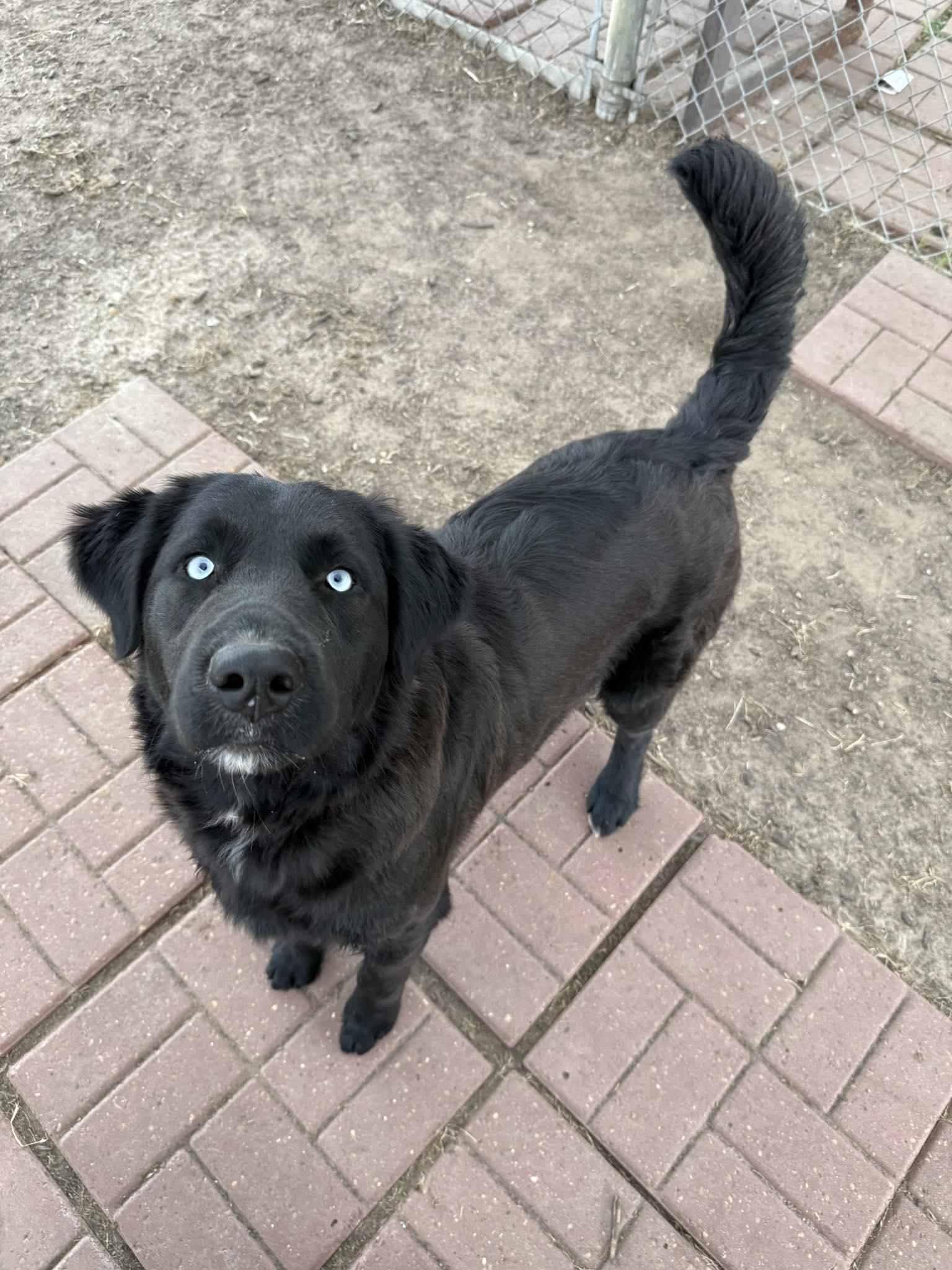 Enlarge Amelia Rose, a ADOPTABLE mixed breed in Fort Collins, CO image 2/6