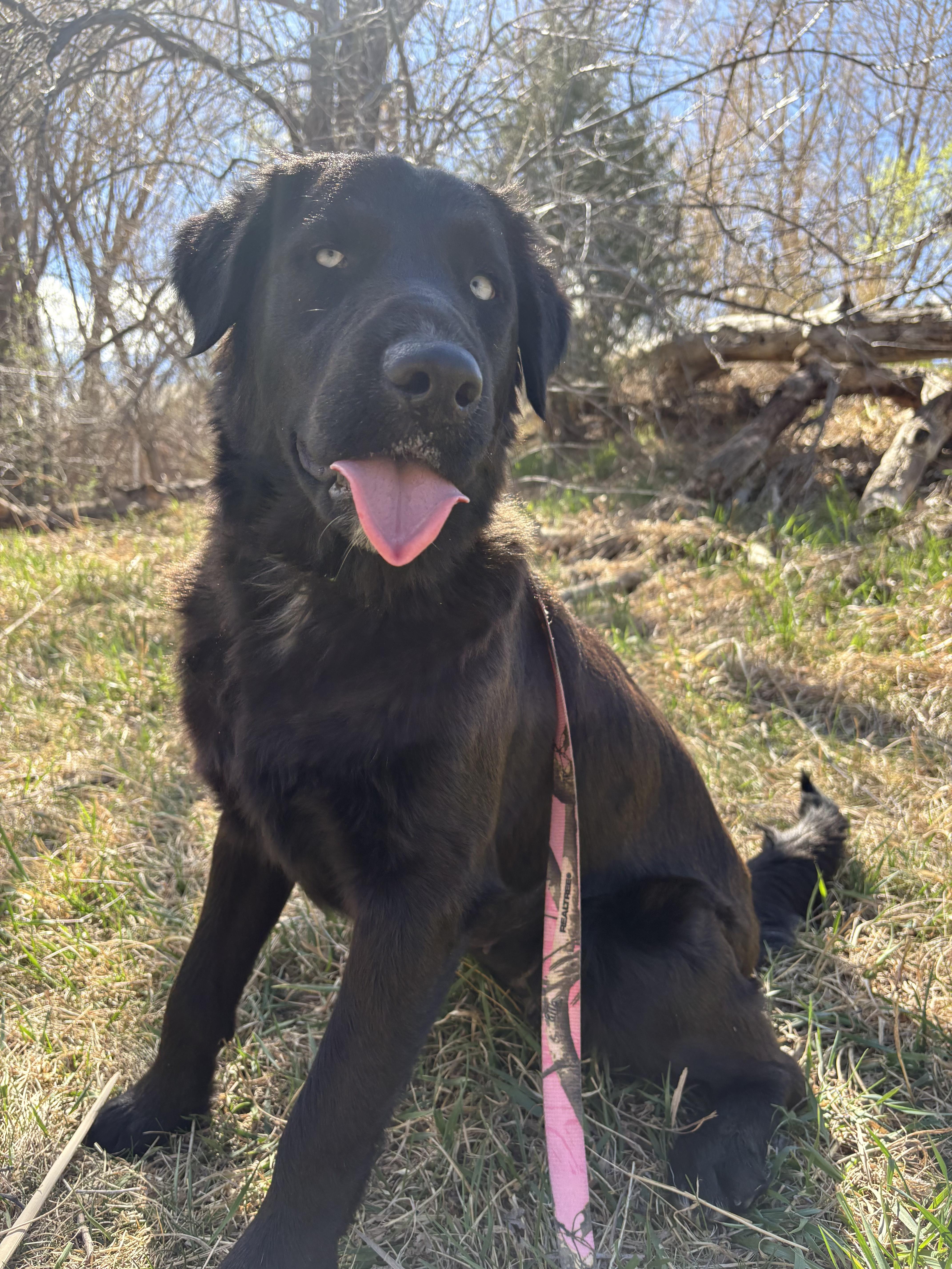 Enlarge Amelia Rose, a ADOPTABLE mixed breed in Fort Collins, CO image 6/6