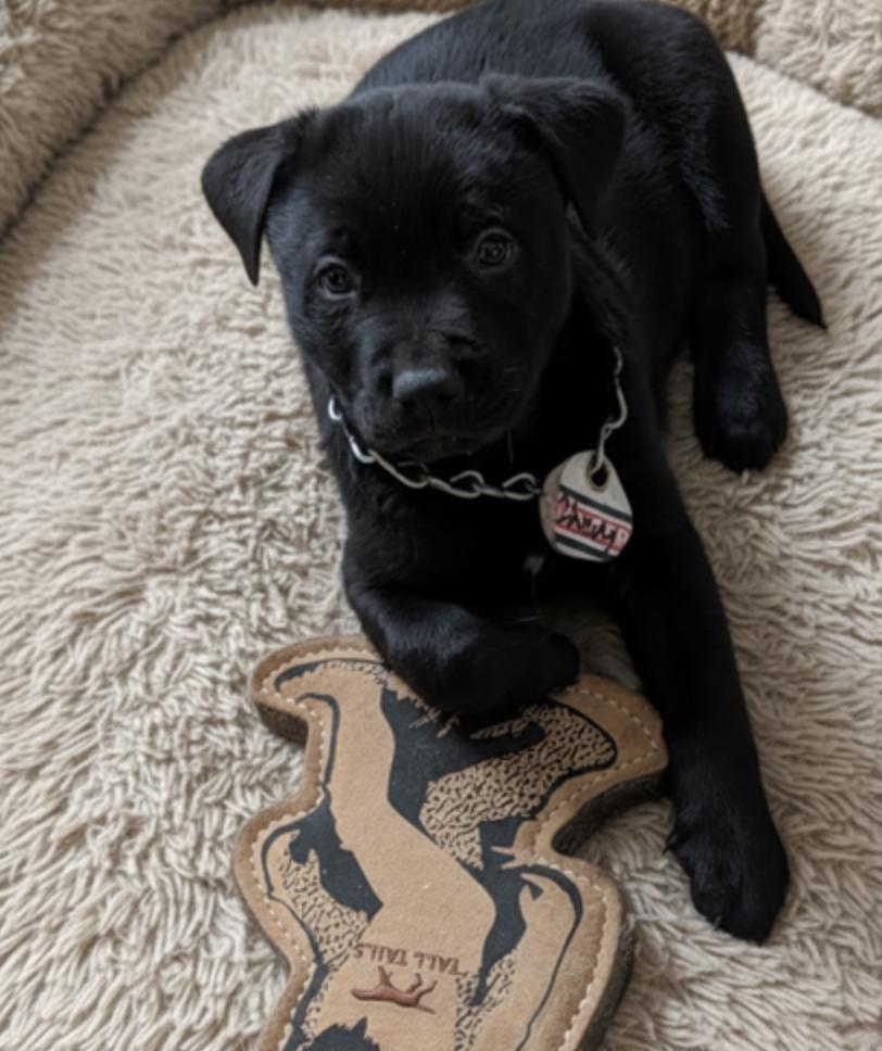Chevy, ADOPTABLE, Puppy Male Labrador Retriever.