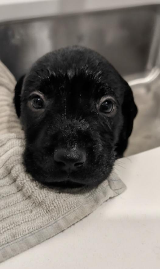 Enlarge Chevy, a ADOPTABLE mixed breed in Calgary, AB image 2/3