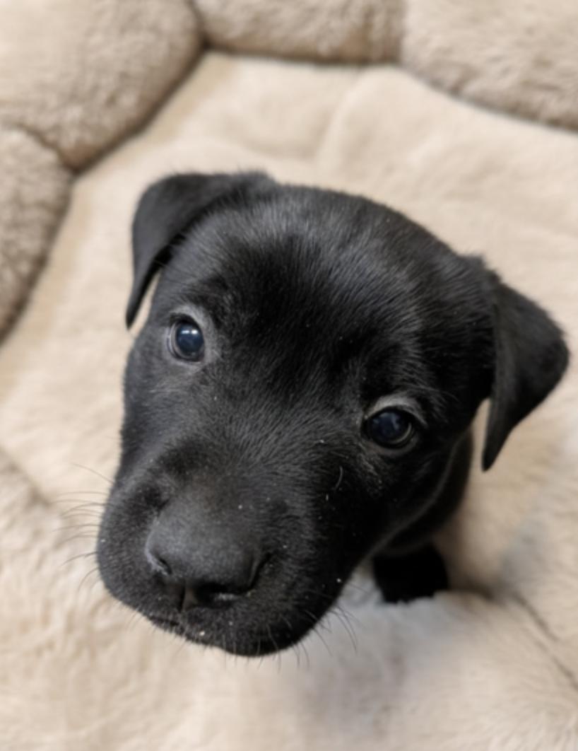 Enlarge Chevy, a ADOPTABLE mixed breed in Calgary, AB image 3/3