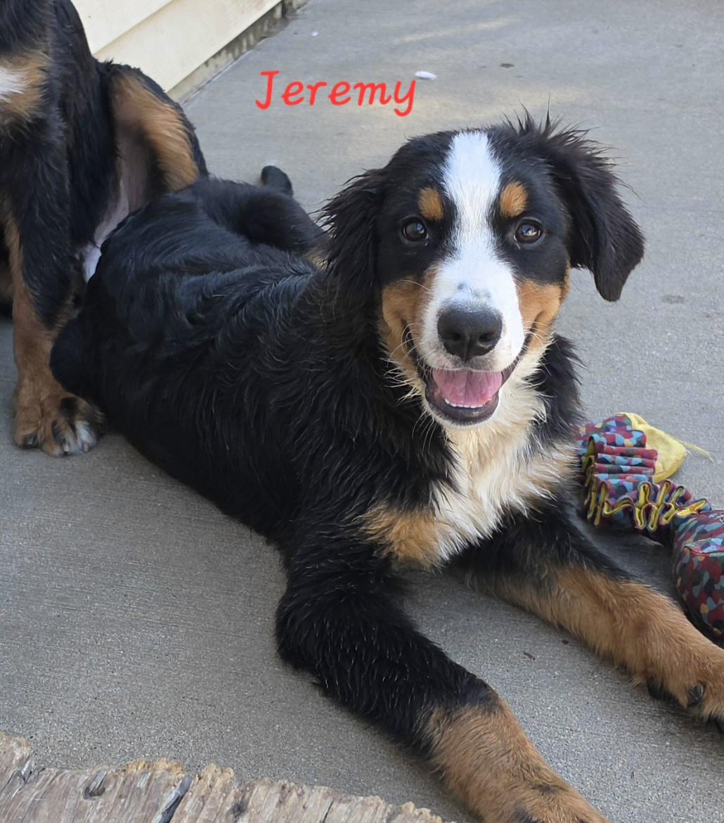 Jeremy, Adopted, Puppy Male Bernese Mountain Dog.