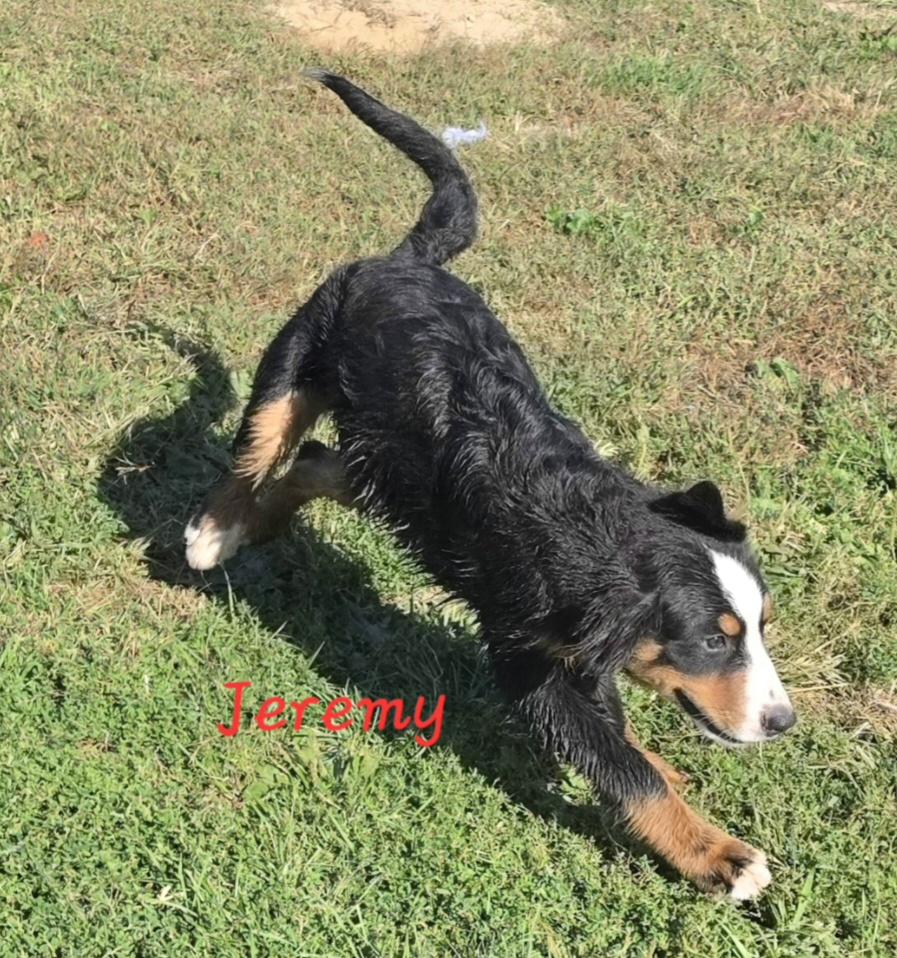 Enlarge Jeremy, a Adopted Bernese Mountain Dog in Terre Haute, IN image 4/4