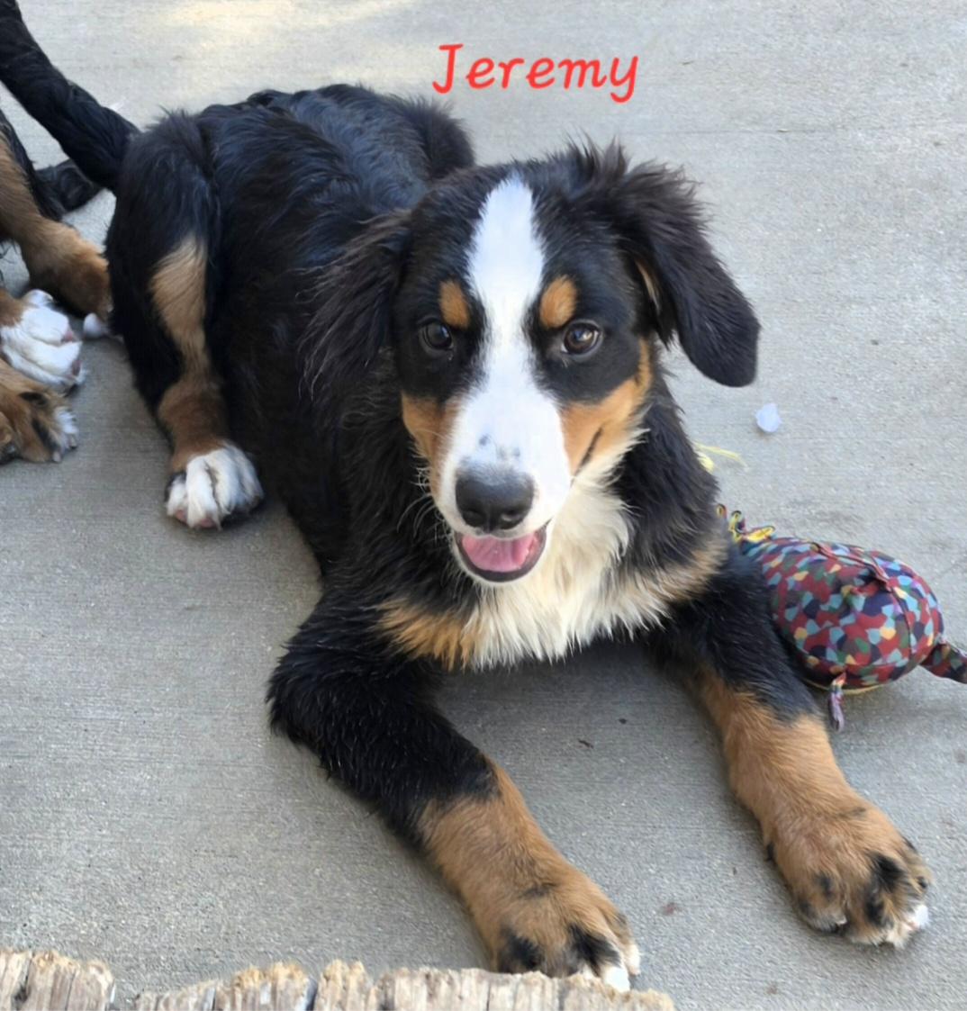 Enlarge Jeremy, a Adopted Bernese Mountain Dog in Terre Haute, IN image 2/4