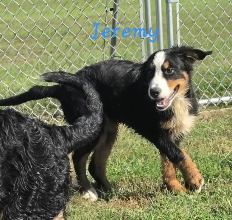 Enlarge Jeremy, a Adopted Bernese Mountain Dog in Terre Haute, IN image 3/4