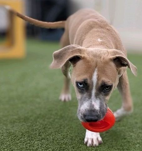 Mini Cooper, an adoptable Cattle Dog Mix in Dallas, TX_image-1