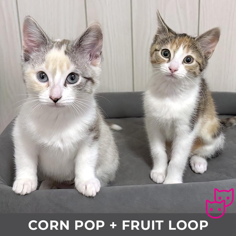 Enlarge Corn Pop (bonded with Froot Loop), a Adopted Domestic Short Hair in Etobicoke, ON image 5/5