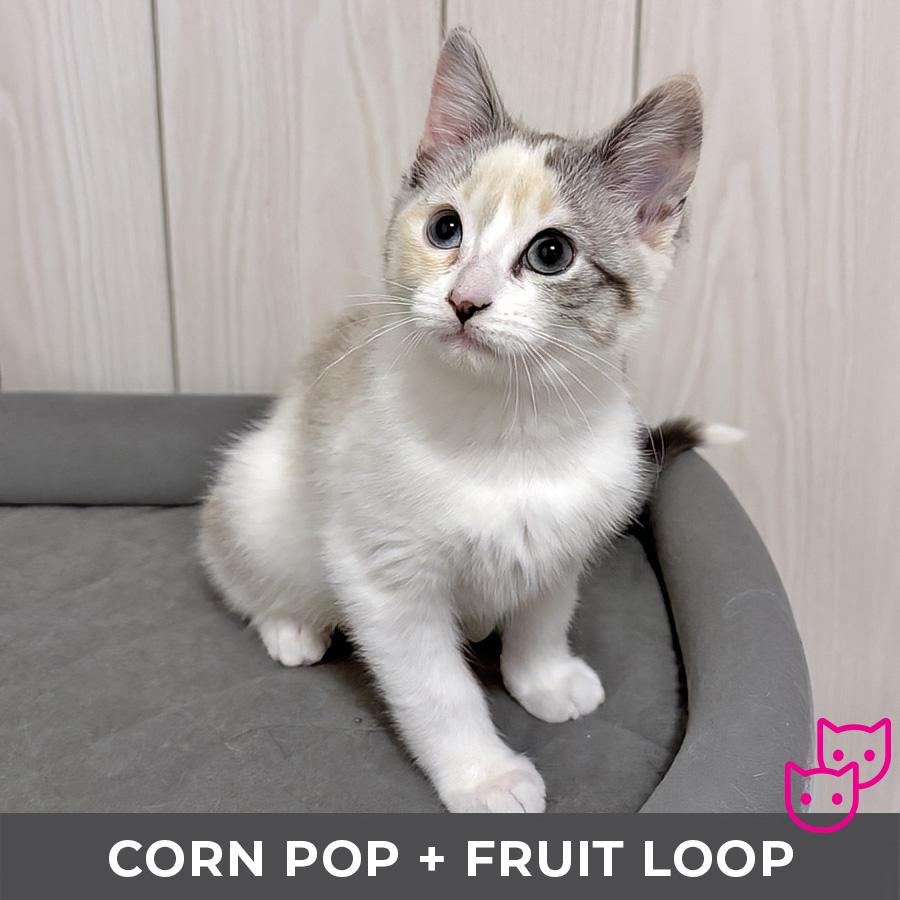 Enlarge Corn Pop (bonded with Froot Loop), a Adopted Domestic Short Hair in Etobicoke, ON image 3/5