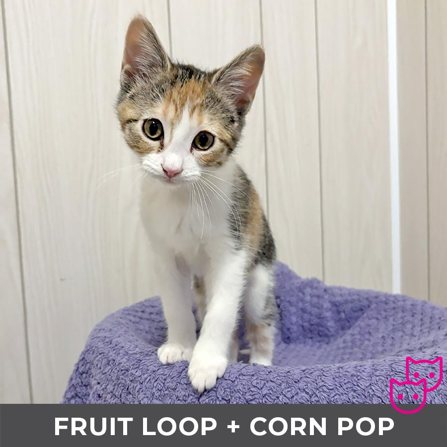 Enlarge Corn Pop (bonded with Froot Loop), a Adopted Domestic Short Hair in Etobicoke, ON image 4/5