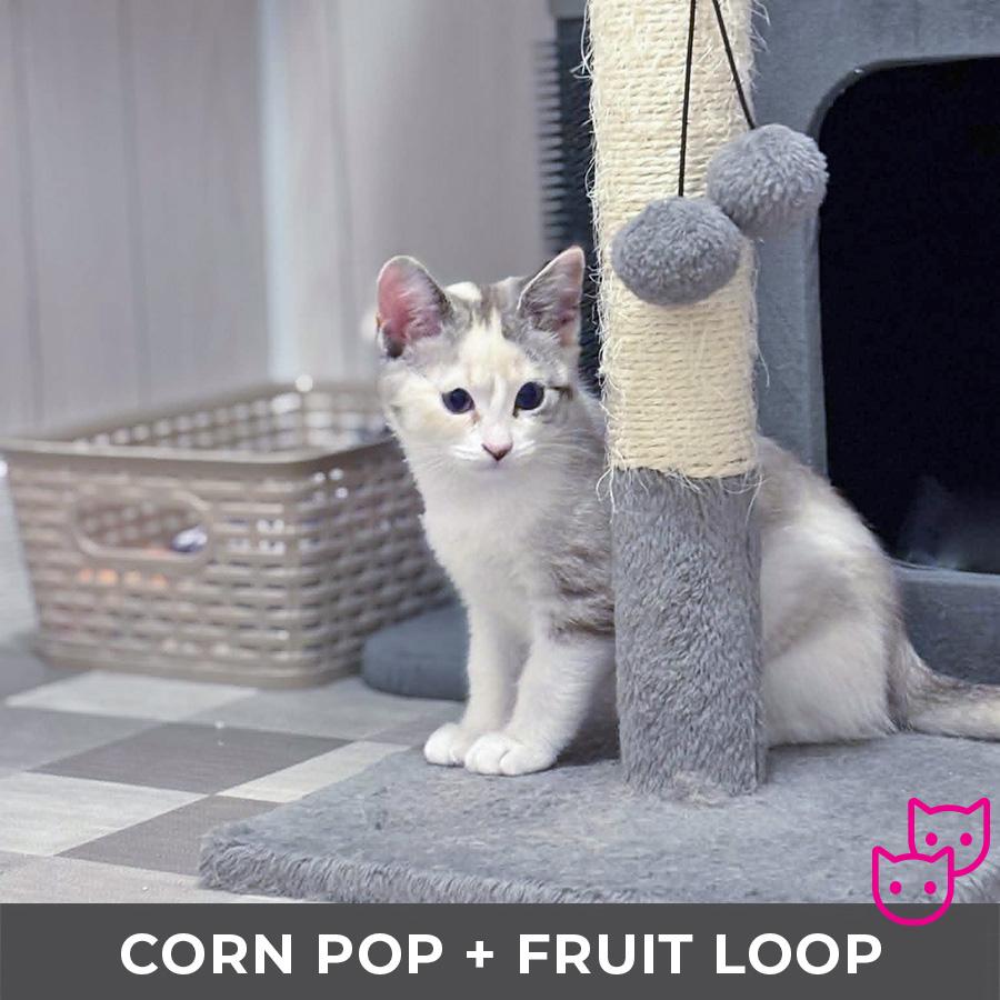 Enlarge Corn Pop (bonded with Froot Loop), a Adopted Domestic Short Hair in Etobicoke, ON image 2/5