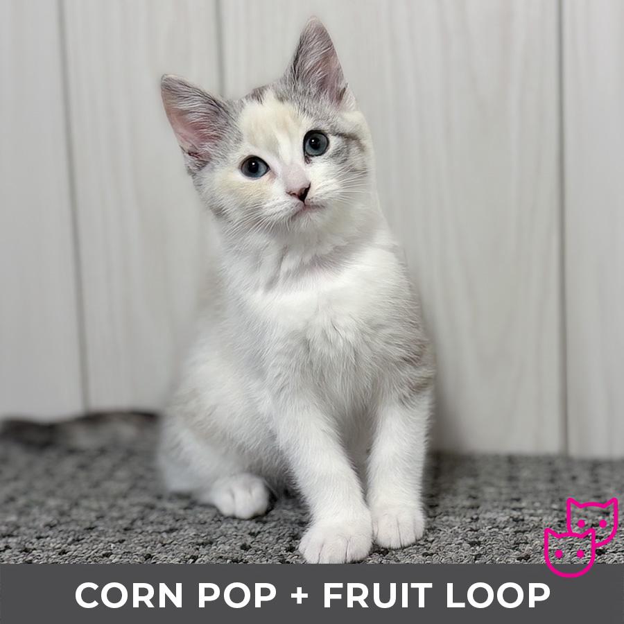 Corn Pop (bonded with Froot Loop), Adopted, Kitten Female Domestic Short Hair.
