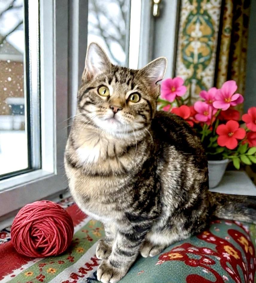 Enlarge Macaroon, a ADOPTABLE Tabby in Perry, IA image 6/6