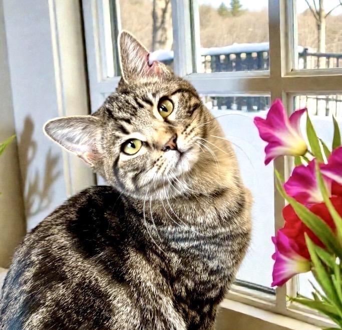 Macaroon, ADOPTABLE, Kitten Male Tabby.