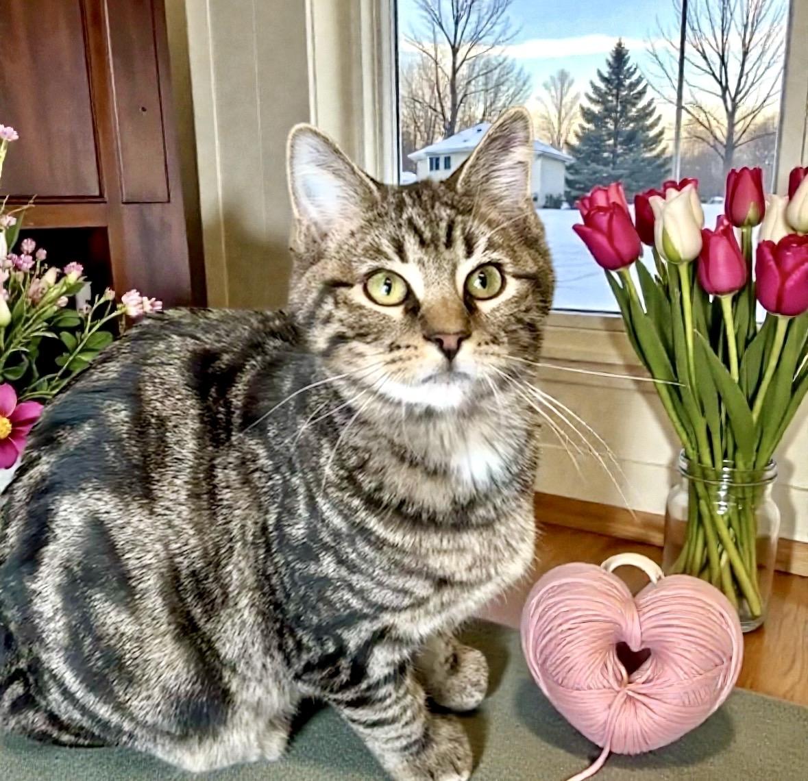 Enlarge Macaroon, a ADOPTABLE Tabby in Perry, IA image 2/6
