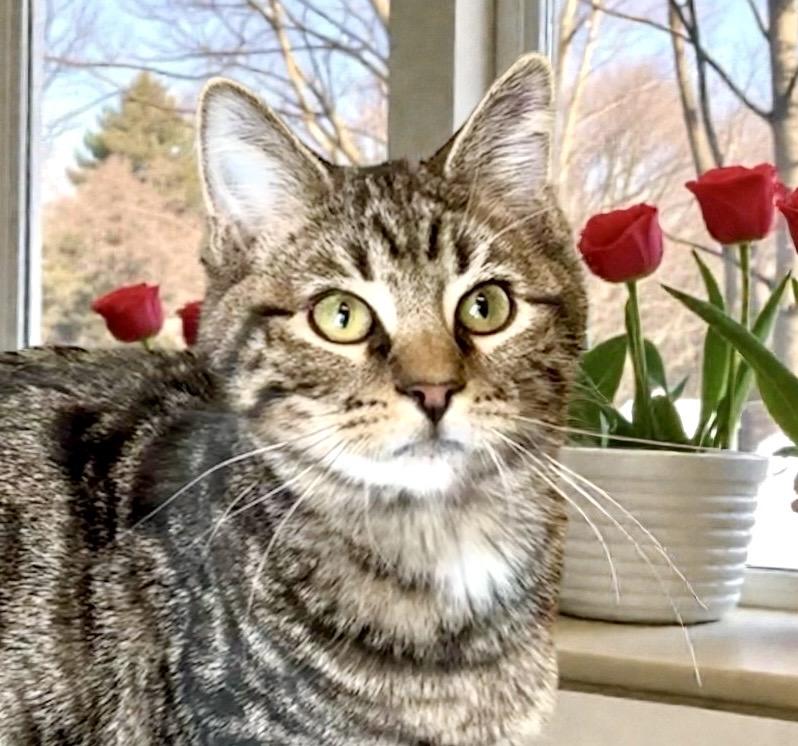 Enlarge Macaroon, a ADOPTABLE Tabby in Perry, IA image 5/6