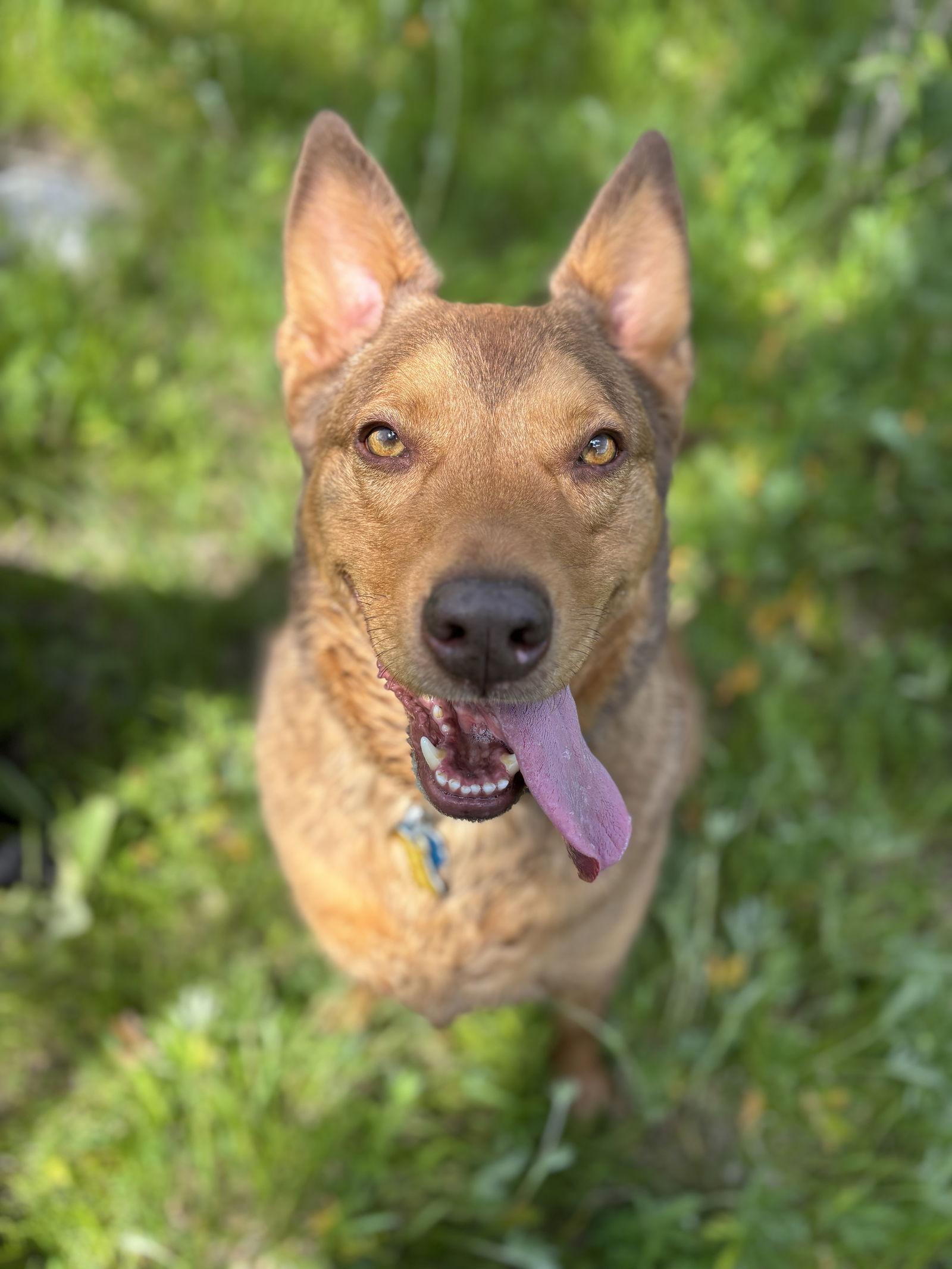 Caramel Macciato, Adopted, Adult Male Shepherd.