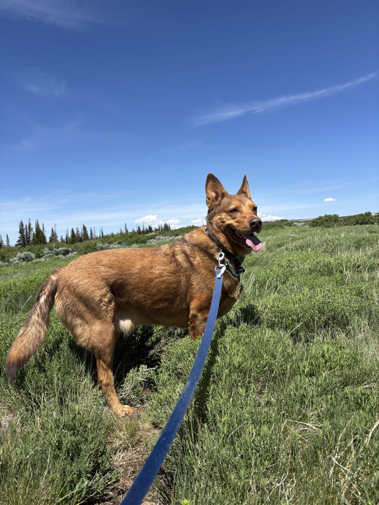 Enlarge Caramel Macciato, a Adopted Shepherd in Salt Lake City, UT image 2/3
