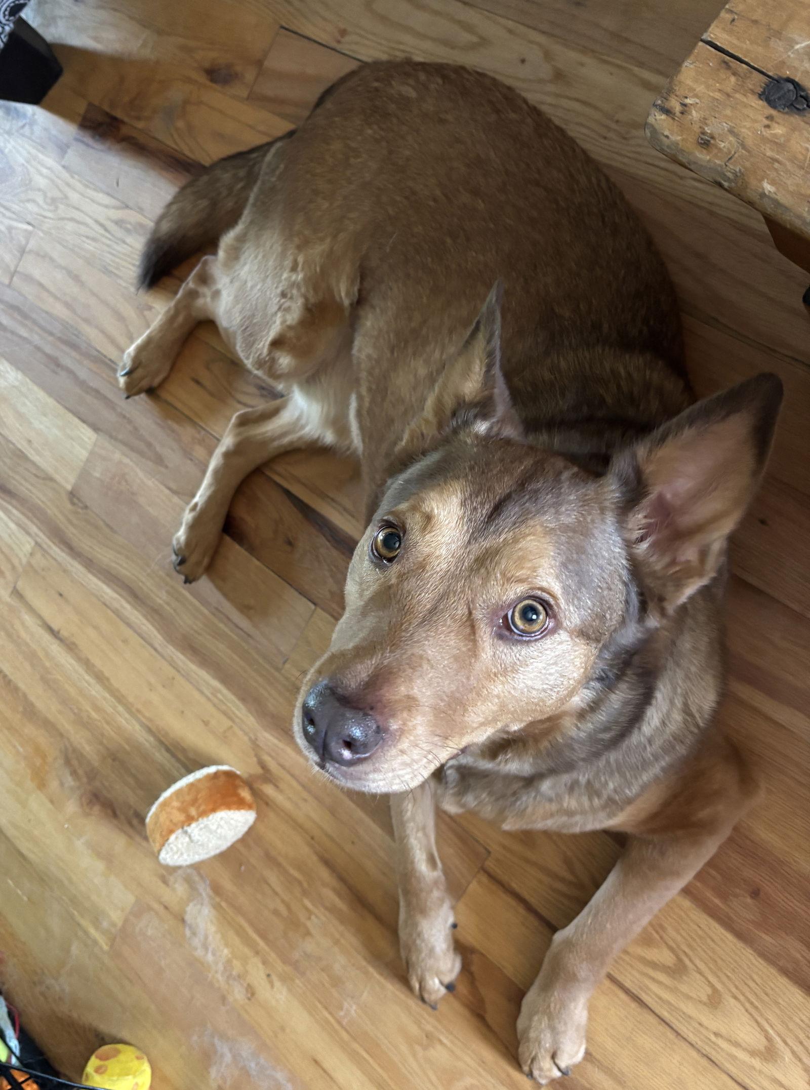Enlarge Caramel Macciato, a Adopted Shepherd in Salt Lake City, UT image 3/3
