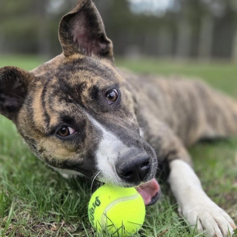 Maya, a ADOPTABLE mixed breed in Park Rapids, MN image 1/3