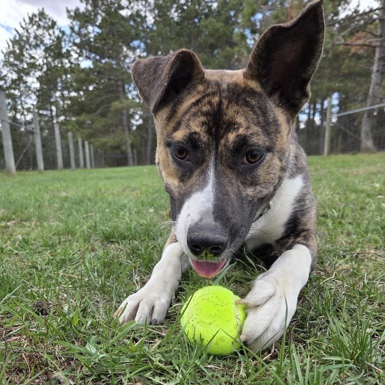 Maya, a ADOPTABLE mixed breed in Park Rapids, MN image 3/3