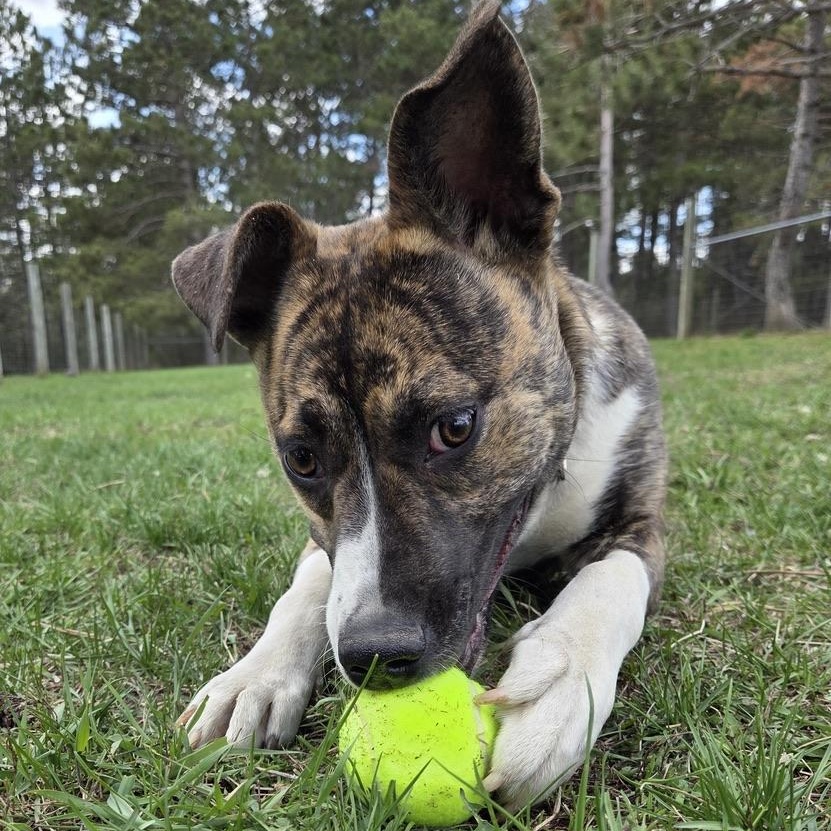 Maya, a ADOPTABLE mixed breed in Park Rapids, MN image 2/3
