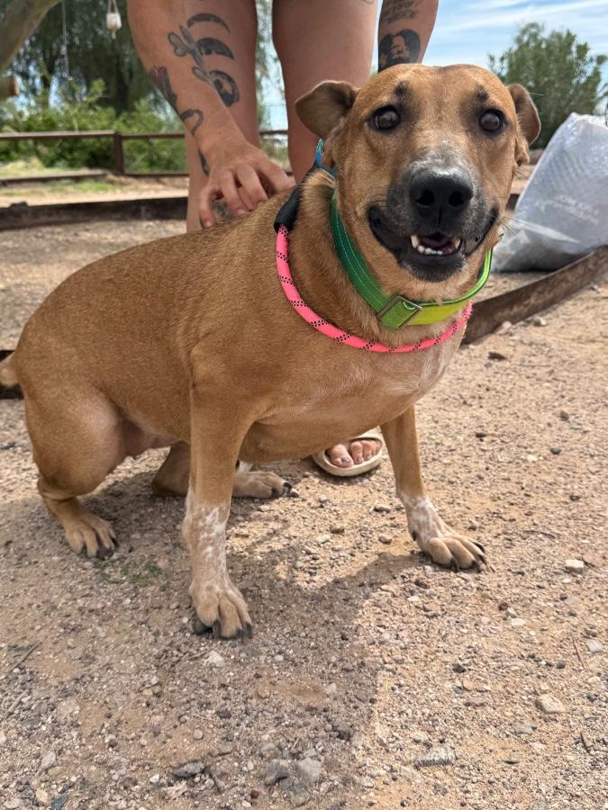 Enlarge Rose, a Adoptable mixed breed in Tonopah, AZ image 3/4