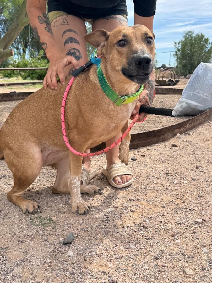 Enlarge Rose, a Adoptable mixed breed in Tonopah, AZ image 4/4