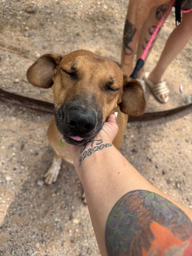 Enlarge Rose, a Adoptable mixed breed in Tonopah, AZ image 2/4