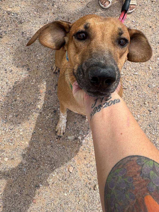 Rose, Adoptable, Young Female Mixed Breed.