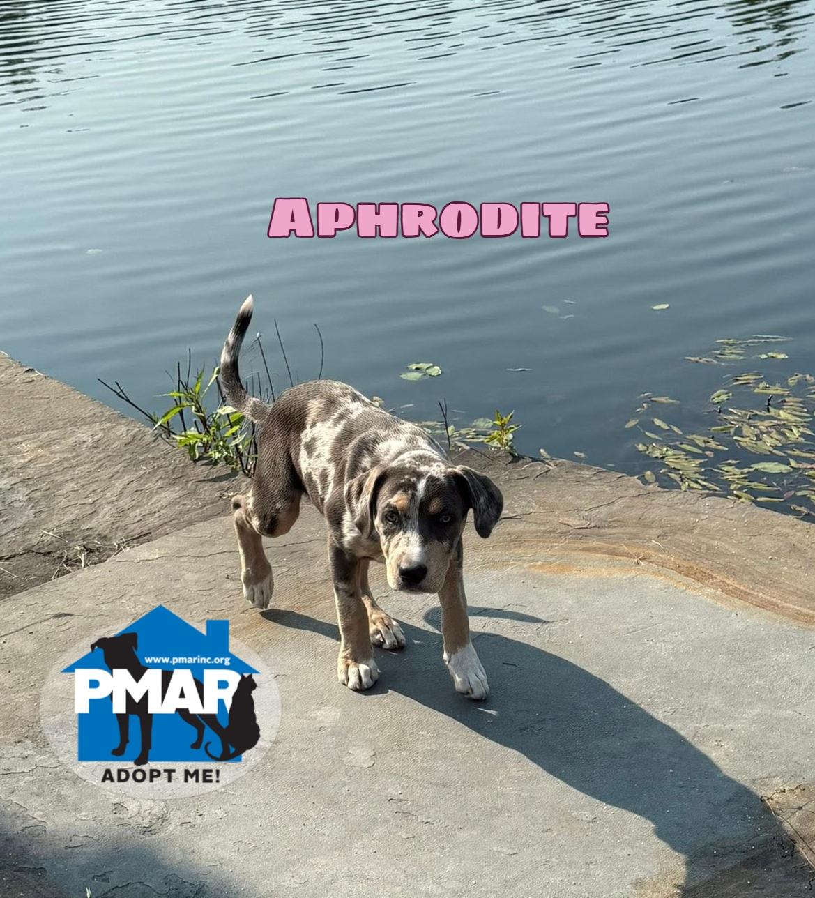 Aphrodite