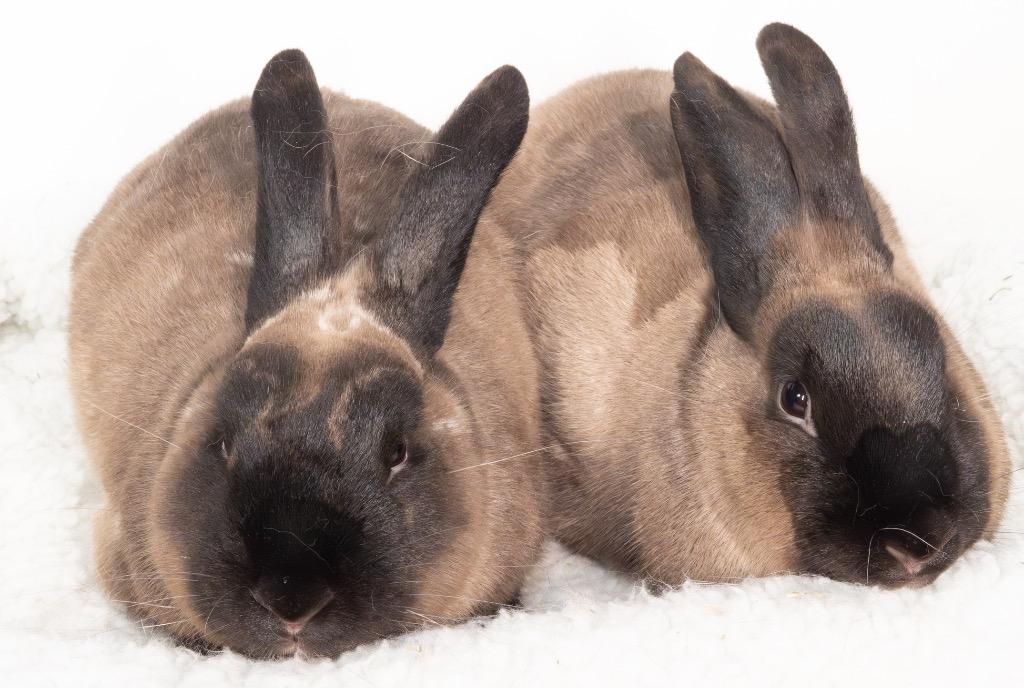 Enlarge Sandy / Bernard, a Adoptable American Sable in San Francisco, CA image 1/6