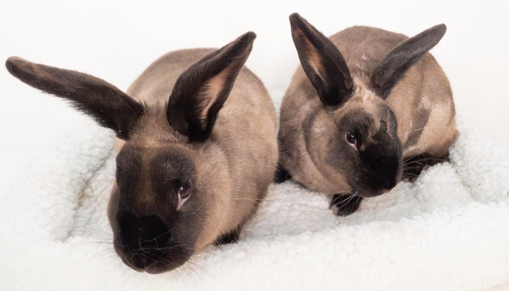 Enlarge Sandy / Bernard, a Adoptable American Sable in San Francisco, CA image 3/6